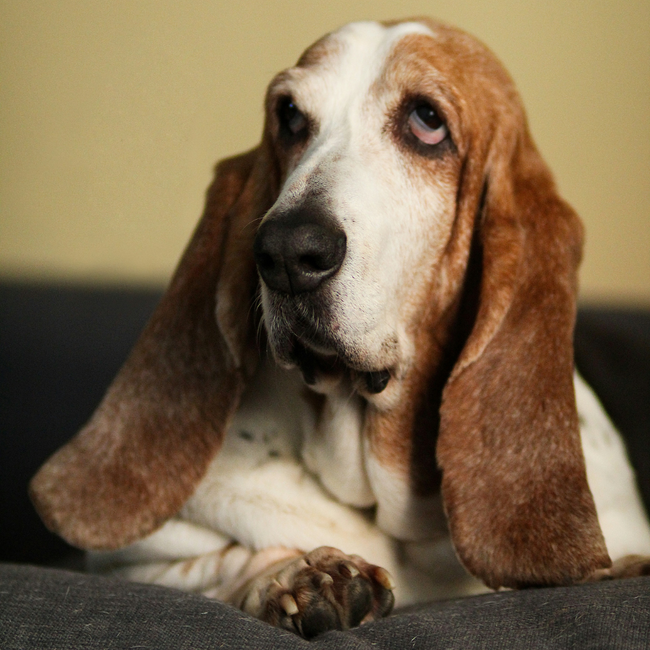 Comment enlever l'odeur de chien chez soi ?