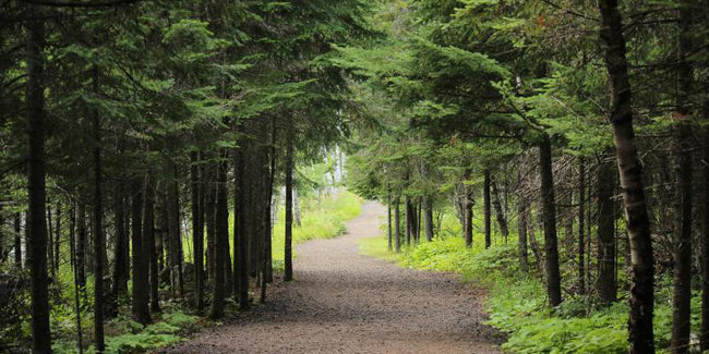 L’Arbre Vert s’engage pour le climat et la biodiversité aux côtés de Reforest’Action.