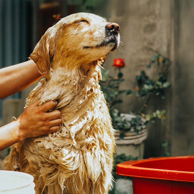 Shampooing chien poils longs Ami des Animaux Jasmin 720 mL
